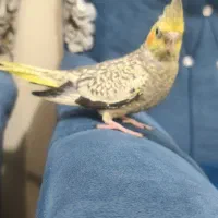 سه عدد عروس هلندی