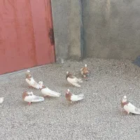 کبوتر نقابی