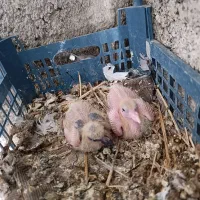 کبوتر گمشده در سرابله