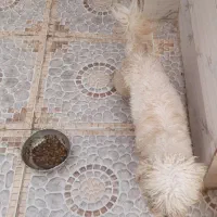 سگ باحال|سگ|مسجد سلیمان, |دیوار