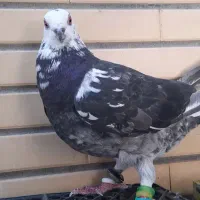 کبوتر بزک