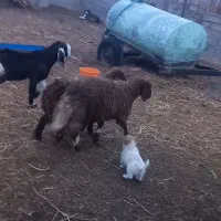 بره پای پلوار|حیوانات مزرعه|سلامی, |دیوار