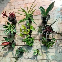 گیاه آپارتمانی مقاوم همه با هم (ویژه حراجی) و تکی