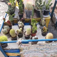 فروش کاکتوس اپارتمانی