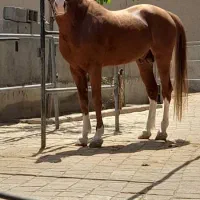 اسب کرد سیلمی