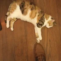 ترکی استانبولی توسط مترجم مقیم استانبول