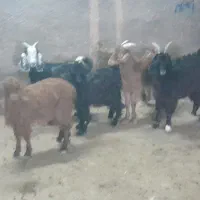 میش و بره و بزغاله