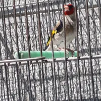 سهره فیرورکوه