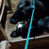 گاو همراه با گوساله ۳روزه ۱۳۰کیلو گوشت