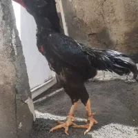 خروس لاری اوشامو