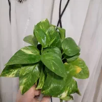 پتوس زعفرونی