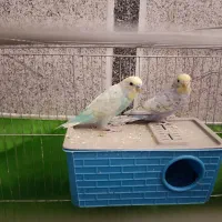 آموزش نگهداری و پرورش طوطیسانان و پرندگان زینتی