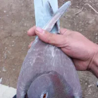 کفتر مرغ عشق فنج گلبسر  قفس عروس هلندی