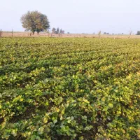 نهال توت فرنگی کاماروس