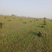 خریدا بیده پرس تراکتور|خدمات باغبانی و درختکاری|کهنوج, |دیوار