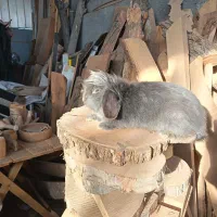 خرگوش لوپ بلو نر|موش و خرگوش|نجف‌آباد, امام خمینی|دیوار