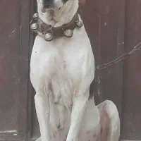 لاس ، الابای ۳ساله