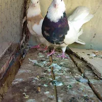 کبوتر طوقی|پرنده|دره شهر, |دیوار