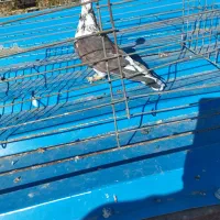 کبوتر فروشی