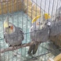 عروس با جوجه عالی