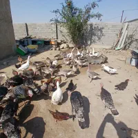 غاز محلی