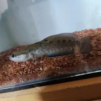 چانا بلو پالچرا|ماهی|برخوار, |دیوار