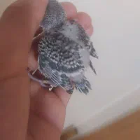 یک عدد جوجه مرغ عشق بسیار زیبا