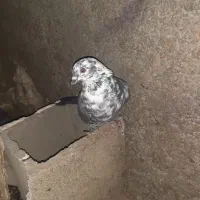 تعداد 15کبوتر به فروش میرسد|پرنده|پاتاوه, |دیوار