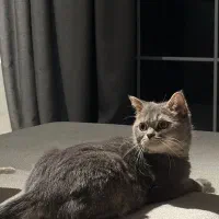 گربه بریتیش