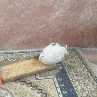 4عدد بلدرچین نر یک عدد ماده