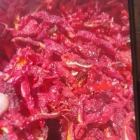 پاپریک یکدست اعلا|خوردنی و آشامیدنی|مشهد, فردوسی|دیوار
