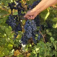 فروش عمده انواع نهالهای لیبل دار در نهالستان غرب|خدمات باغبانی و درختکاری|یاسوج, |دیوار