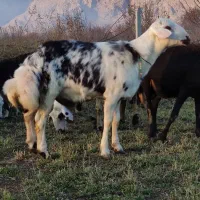 بره قوچ پلنگی