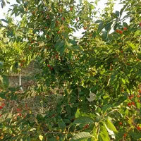 باغ سرسبز 3690 متر فنس کشی شده غرق آباد نوبران