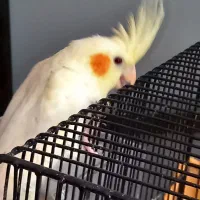 طوطی عروس هلندی|پرنده|قزوین, |دیوار