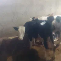 سه عدد گوساله نر|حیوانات مزرعه|هریس, |دیوار