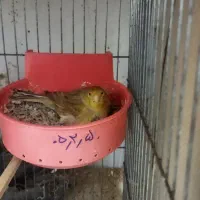 قناری جفت به همراه دو جوجه
