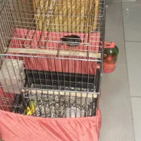 یک عدد مرغ مینا ۸ماهه باقفس|پرنده|کرج, مهرویلا جنوبی|دیوار