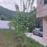 ویلای جنگلی کوهستانی|فروش خانه و ویلا|مشهد, هنرستان|دیوار