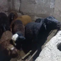 گوساله و گوسفند قربانی|حیوانات مزرعه|هریس, |دیوار