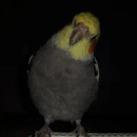 عروس هلندی گم شده