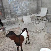 2عدد کهره نری شهری