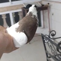 کبوتر|پرنده|بهشهر, |دیوار