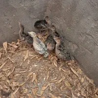 فروش مرغ و بوقلمون|حیوانات مزرعه|اندیمشک, |دیوار