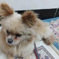 سگگ|سگ|بوکان, |دیوار