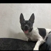 سگ شیواوا فرنچ بلداگ