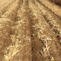 فروش ۴۰هکتار زمین مزروعی دلگان