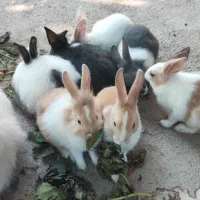 بچه خرگوش|موش و خرگوش|گنبد کاووس, |دیوار