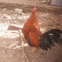 خروس رنگی|حیوانات مزرعه|درمیان, |دیوار