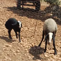 میش شال اصیل قوچ